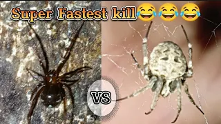 Super Fastest kill😂🔥 Gagambang lababo winner VS Gagambang Bahay challenger 💪 spider fight 🔥