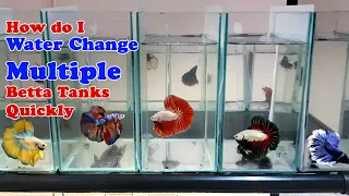 How to Water Change Multiple Betta Tanks Quickly | 10 Bettas in 1 tank