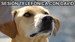 Sesión telefónica con David