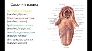 Пищеварительная система: рот, глотка, пищевод