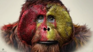 Are Humans related to Apes?