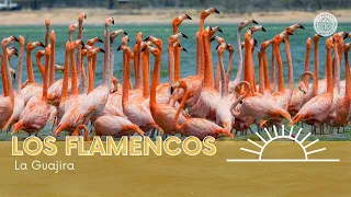 El santuario de miles de flamencos en La Guajira