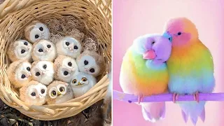 Smart And Funny Parrots Parrot Talking Videos Compilation (2022) - Cute Birds #3