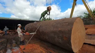 Cómo una gigantesca fábrica de madera opera a plena capacidad una máquina cortadora de árboles milen