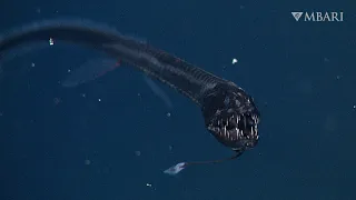 The best way to hide in the deep sea: Ultra-black camouflage