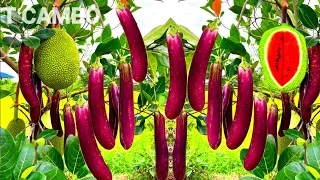 Easy ways to reproduce jackfruit tree in eggplant to be 100% successful | jackfruit tree in eggplant