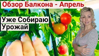 Делаю Обзор Огорода на Балконе. Выращиваю Помидоры и Огурцы. Огород на Окне 2023