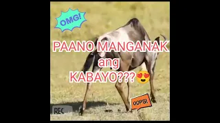 PAANO MANGANAK ang KABAYO??#animalkingdom  #animalgreenscreen  #animalsgivingbirth