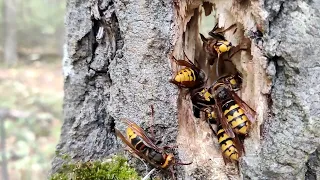 Гнездо гигантских шершней,  беру домой что от него осталось