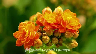 Музыка Для Души  ОДНАЖДЫ  Музыка Сергей Грищук #МУЗЫКА #КРАСИВАЯМУЗЫКА