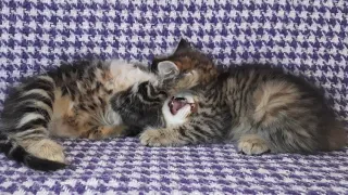 Siberian kittens playing together Сибирские котята