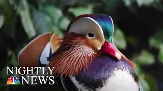 A Mysterious Mandarin Duck In Central Park Fascinates And Delights | NBC Nightly News