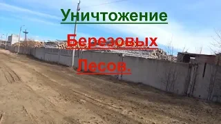 Уничтожают наш березовый лес.Вывозят вагонами.