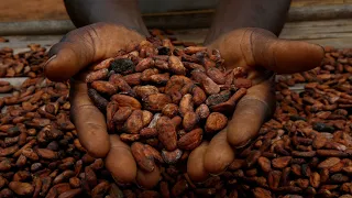 Cocoa prices are soaring to record levels. What it means for consumers