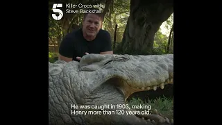 World's oldest crocodile