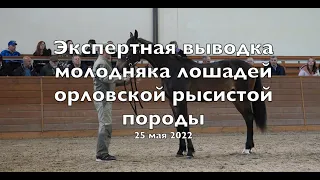Экспертная выводка молодняка лошадей орловской рысистой породы. 25 мая 2022 г.