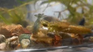 Dragonfly nymph eats a shrimp