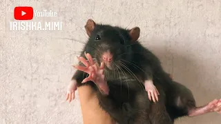 Крыса чихает, причины? 🐀