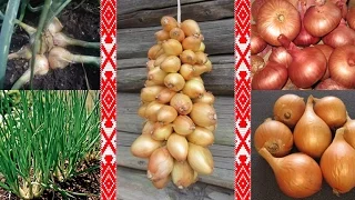 Старорусские сорта семейного крупнопноплодного  лука