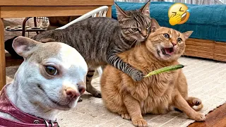 😻🙀 Try Not To Laugh Dogs And Cats 😹❤️ Best Funny Animals 2024 #10