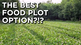 Planting Clover Food Plots?! | Everything You Need to Know!