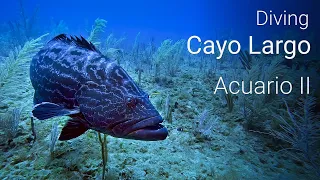 Scuba diving in Cayo Largo (Cuba) - Dive Site "Acuario II"