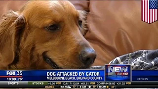 Dog owner sa Florida, niligtas ang kanyang aso mula sa isang buwaya!