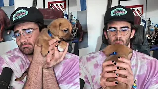 Hasanabi Reacts To The Cutest Baby Dog