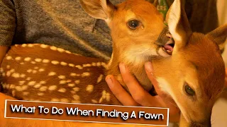 What To Do When Finding A Fawn!