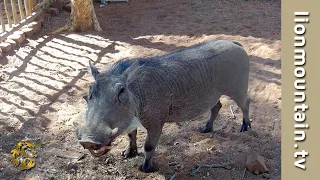 Wildlife Friends | When wildlife comes visiting, meet our Warthog.