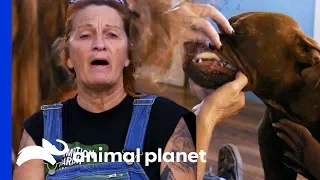 "In My 30 Years Of Rescue, I've Never Seen Anything Like That!" | Pit Bulls & Parolees