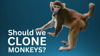 China clones monkeys: should we clone non-human primates?