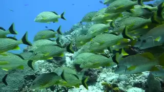 Coral Reefs Scenes: Cozumel Diving