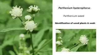 Parthenium hysterophorus/Parthenium weed/Identification of weed plants & seeds/Part I