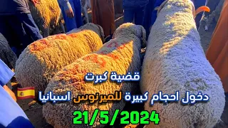 قضية كبرت دخول حولي إسبانيا بسوق ثلاث سيدي بنور 🇪🇸 5|21|2024 احجام خيالية