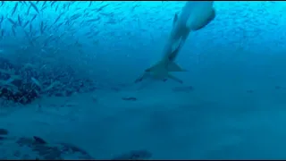 Dixie Arrow Wreck North Carolina Scuba Shark 360