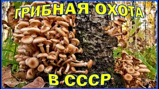 ГРИБНАЯ ОХОТА В СССР. ЛУЧШИЙ СОВЕТСКИЙ СПРАВОЧНИК ПО ГРИБАМ.