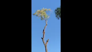 Huge Cottonwood Removal