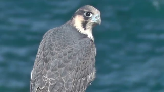 Peregrine Falcon - Birds of Prey in Cornwall
