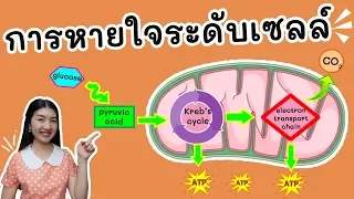 การหายใจระดับเซลล์ cellular respiration