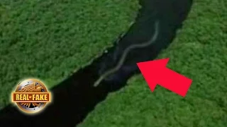 World's BIGGEST SNAKE Photo- real or fake?