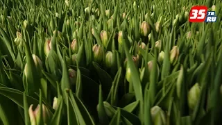 Как выращивают тюльпаны, и как выбрать лучшие - рассказывают специалисты