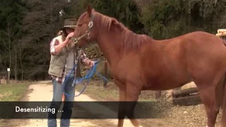 Part One - Basic Groundwork and Desensitizing a young Horse