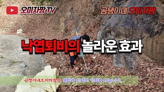 유기농 탄소순환농법 낙엽퇴비의 놀라운 효과