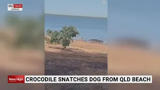 Crocodile snatches dog from QLD beach