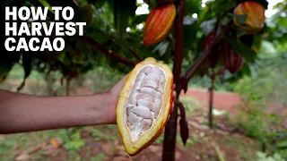 How to Harvest Cacao | Ep.91 | Craft Chocolate TV