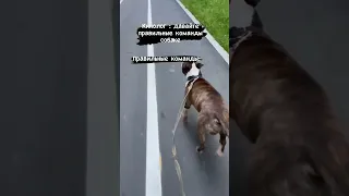 когда твой хозяин закладчик🤣