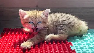 SAND CAT LEARNED TO BARK / Fox cub in quarantine / Maine Coon Melissa plays with a kitten