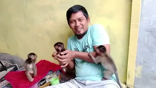 🤩amazing, miracle came newborn baby monkey suddenly got up and running😥
