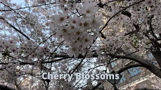 Nakamerugo, Tokyo - 2022 Cherry Blossoms in 4K